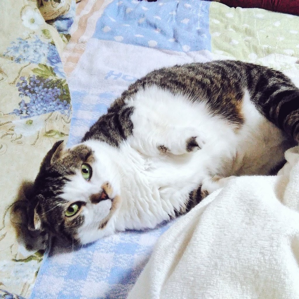 猫カフェなーご 愛知 長久手 16周年 Nekocafe7575 Twitter