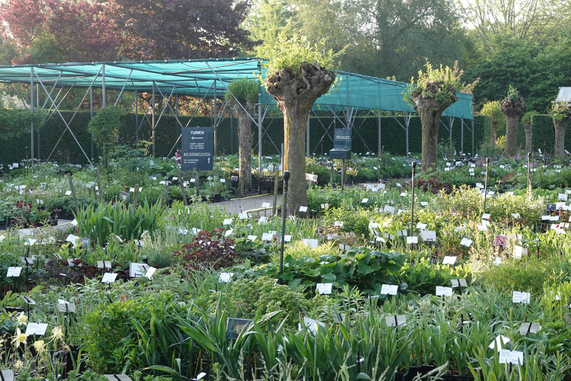 Feest op de moerbedden. De kwekerij staat vol met onze favorieten. Vandaag Hemelvaartsmarkt in Eenrum. De kwekerij is open. Route naar De Kleine Plantage via Baflo. Daarna borden volgen. dekleineplantage.nl