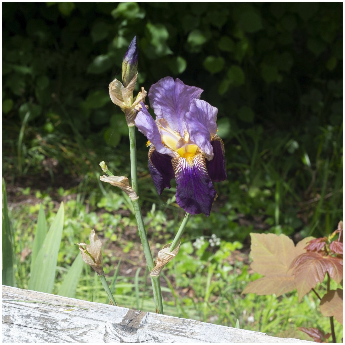 ChrisHotton's tweet photo. Wild Iris seen in woodland near the River Wylie in Wilton. https://t.co/exLVxyaV4H