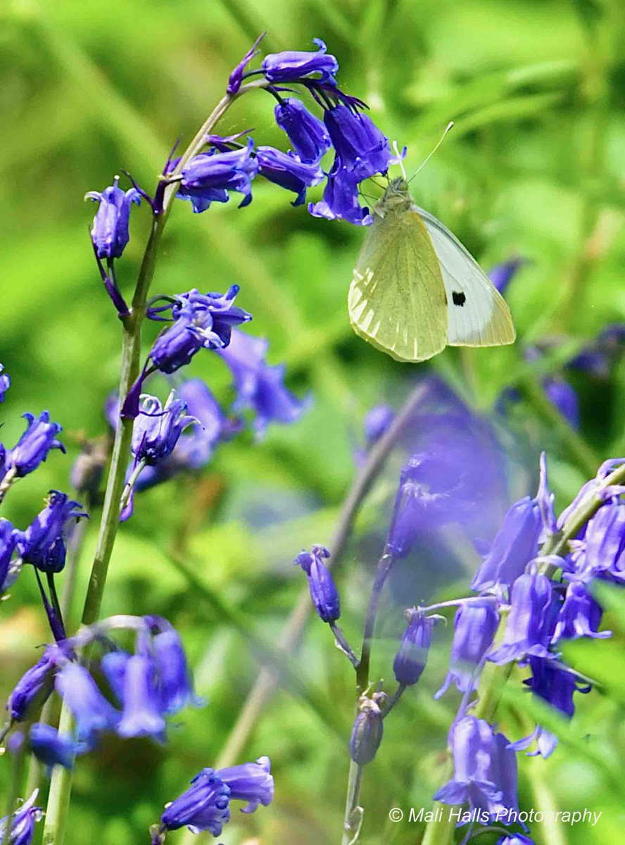 #Butterfly on #bluebells...#White on #blue.