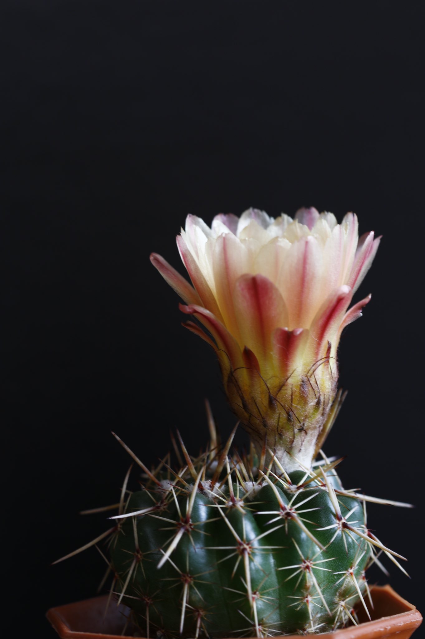 تويتر Ke Na على تويتر サボテンの花が咲いた かわいい 写真で癒しを Loveallserveall Helpeverhurtnever Eos Canonjp T Co 3kp87es1xa