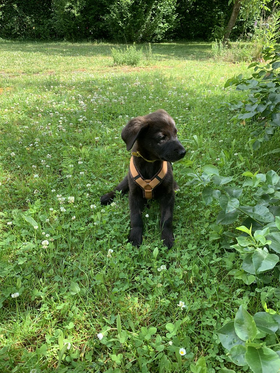 HerrTheolino's tweet photo. Guten Morgen liebes #Twitterrudel, hier habe ich als Welpe nach der ersten Nacht zu Hause meine neue Umgebung erkundet. Das war so spannend. Habt alle einen schönen Pfeiertag mit viel Premiumgassi liebe Pfreunde ❣️ https://t.co/G1CSWlMVw1