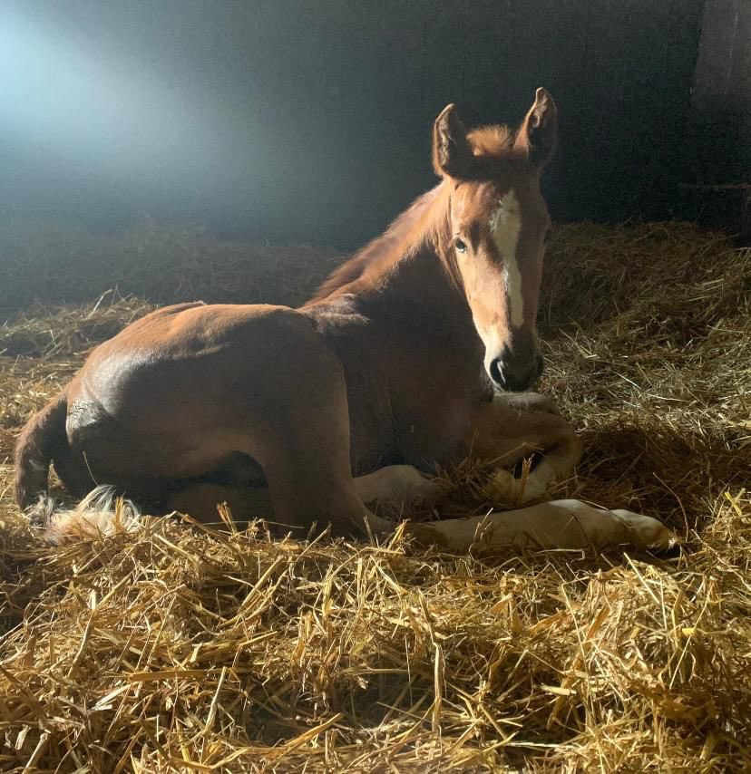 KeeleyDurhamEq1's tweet photo. Eric โค๏ธ
#foal #breeder #topbreeder #sunrise
#sunriselodge #eat #sleep #grow #starquality #showjumper #patience #ericthegreat #hopeinyourheart #keeleydurhamequestrian https://t.co/7KCk4TOKIx