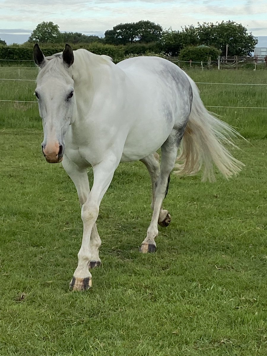 Petal the Horse tweet media