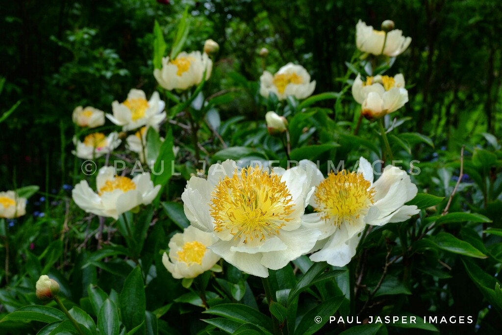 A visit yesterday afternoon to catch the colour and fragrance in the warm sunshine after some morning rain at beautiful Hergest Croft Gardens which sits alongside Offas Dyke Path at Kington close to the Powys border <a href="/HergestG/">Hergest Croft Gardens</a> <a href="/ThePhotoHour/">#ThePhotoHour</a> <a href="/StormHour/">#StormHour</a> <a href="/StormHourMark/">Mark Boardman</a> <a href="/OffasDykePath/">Offa's Dyke Path National Trail</a>