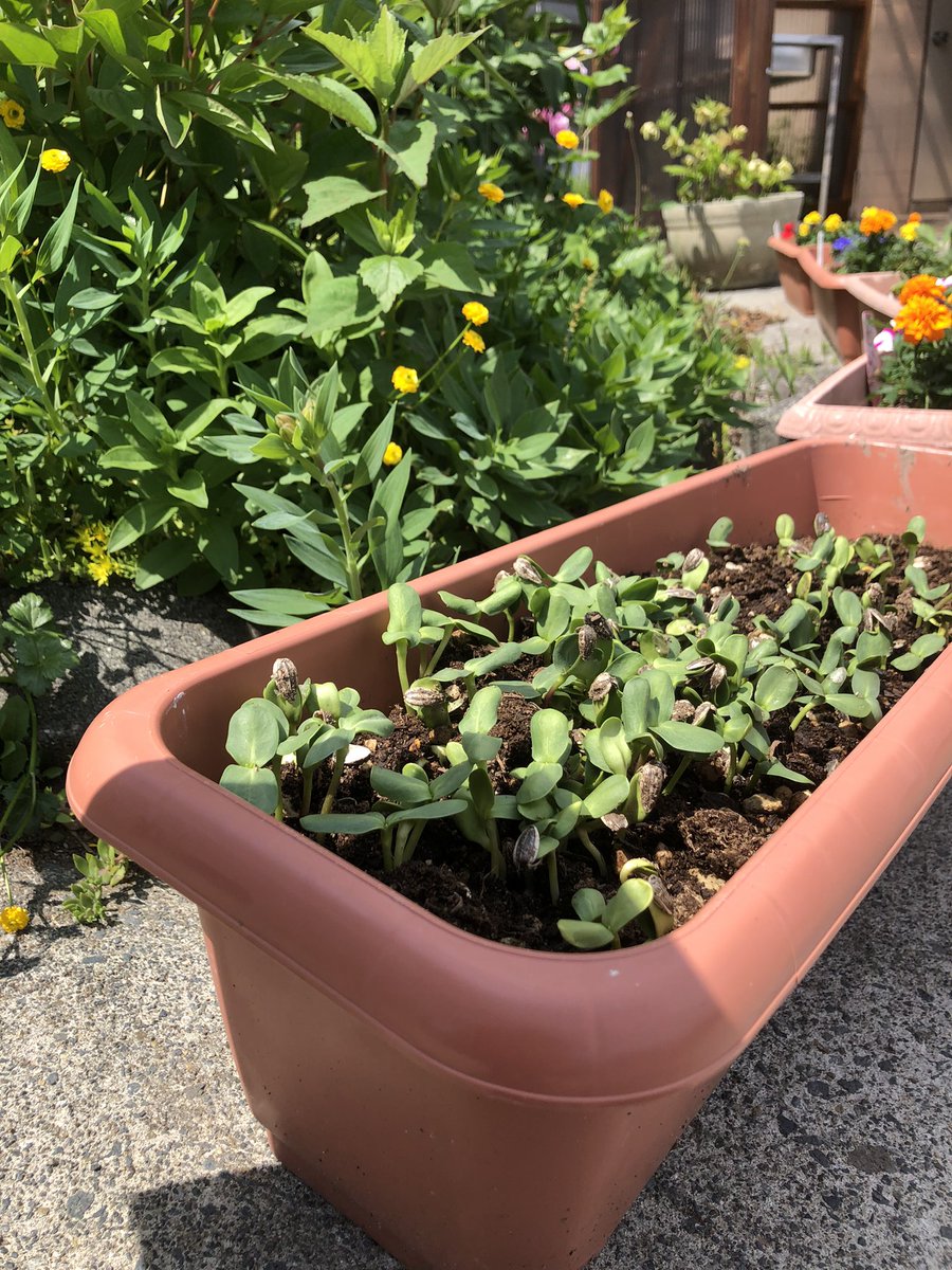 先日、毎年恒例の花・野菜植えをしました。
前年に収穫したひまわりの種。中がスッカスカだから芽が出ないと思ってプランターにばらまいたらほとんど芽が出て大変なことになってます。