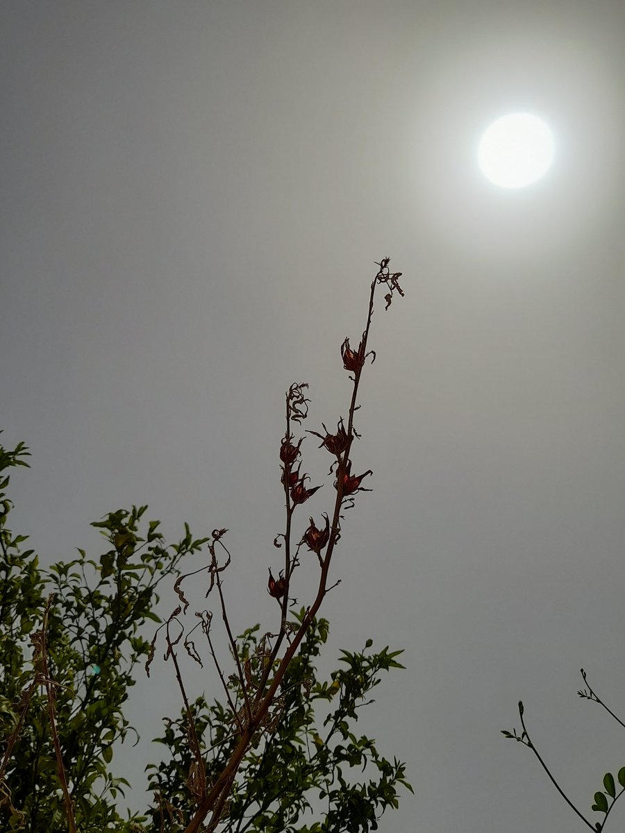 ليت لي في حـَـزَّة الطيحـَـه
شمــُوخ الكـركــَـدِيه ..
كلما ثارَت به أعصـَـابه
على الغــَـربي .. يـهــَـدِي !

يعـرِف اِن العـِـيــب
مافي سـاقــَـه .. ولافي يدِيه
ويعـرِف ان الريح هذي
كـِلـَّها .. ريـح وتـِـعــَدِي !!

..