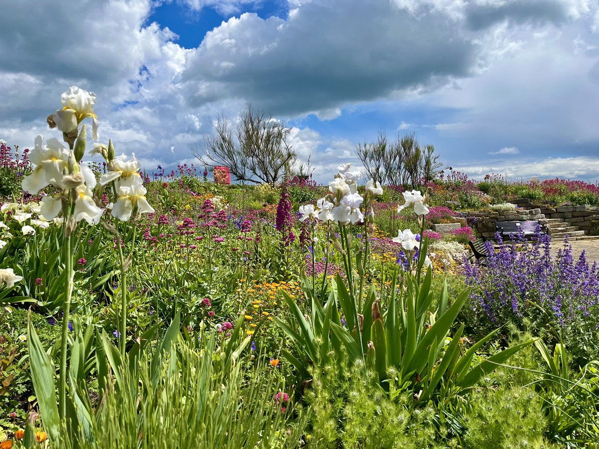 sandowncastle1's tweet photo. Looking lovely at Sandown Castle Community Garden Deal @VisitDeal @VisitDover @VisitSEEngland @VisitEastKent @VisitEngland @VisitKent @TheGBGardenShow @diamondhill2012 @CommunityAd @GWandShows @BBCRadioKentAG @EHWalmerCastle @tourismseast @Deal_Town @deal_withit @CinCinMusicBar https://t.co/mE5Tuk0CWp