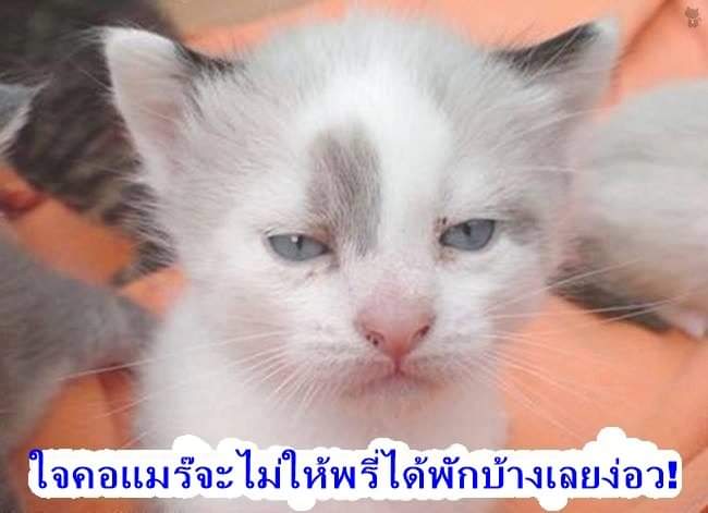 #ทนายเดชา
#โหนกระแส 
#แตงโมต้องได้รับความยุติธรรม