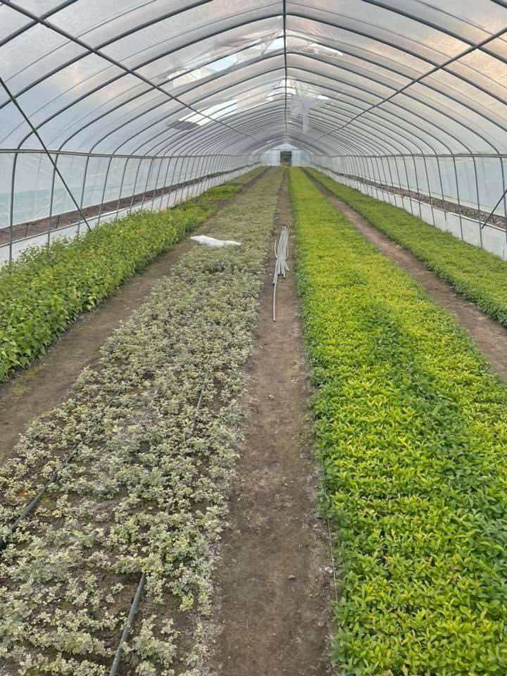 Бүтэн сайн өдөр бид 200.000 шар хуайс, шинсний үрсэлгээ ингэж хийнэ. 3 сарын дараа ингээд ургана даа! Их сайхан ажил