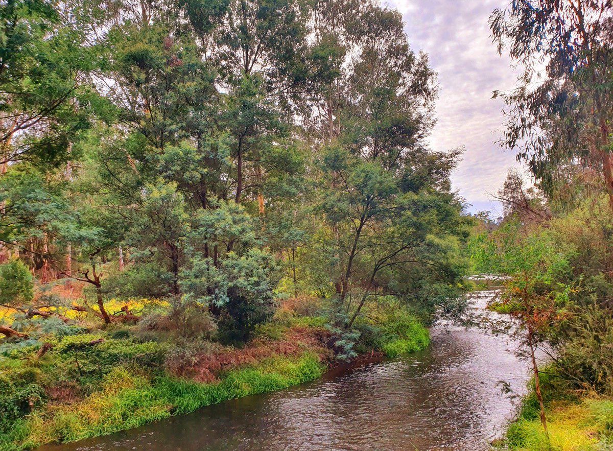 The Urban Field Naturalist Project tweet media