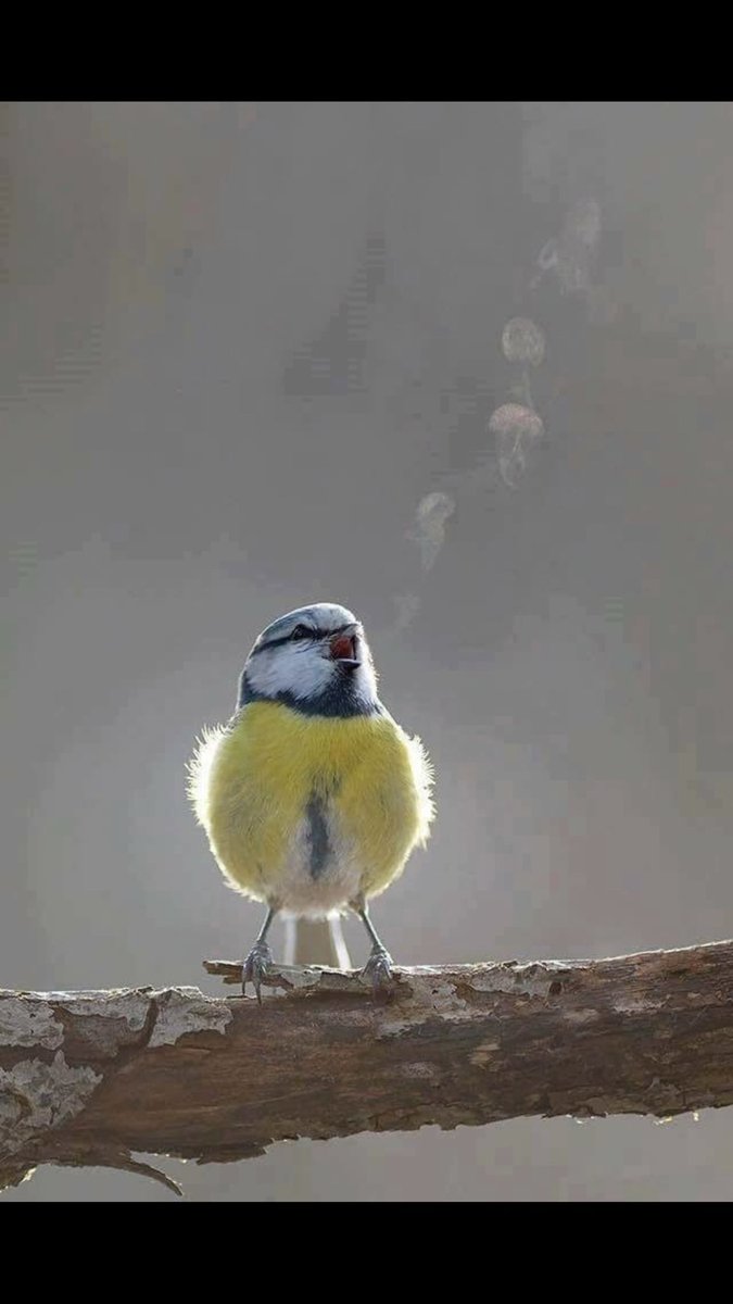 The Rhondda Express⚡️ tweet media