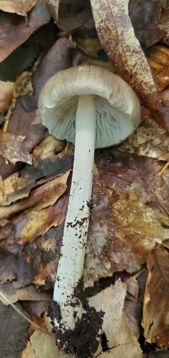 skenchoutdoors's tweet photo. Megacollybia rodmanii
4/5
#botany #plants #outdoors #stophumanity #nature #NaturePhotography #planttwitter #flowers #flowerphotography https://t.co/1hYlxKx8Nm