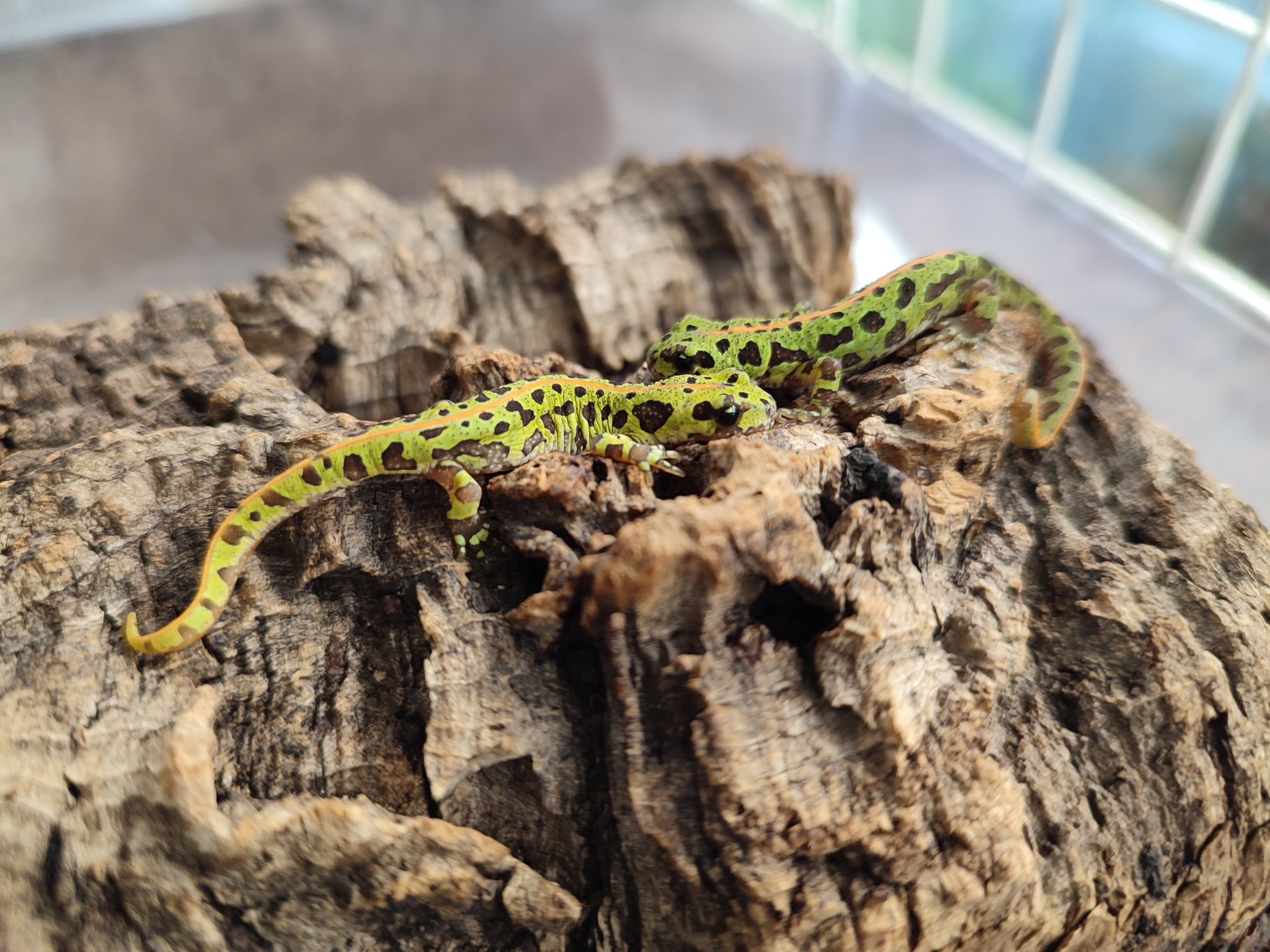 カージスマダライモリ 幼体2匹の内、1匹は補償 在庫限り