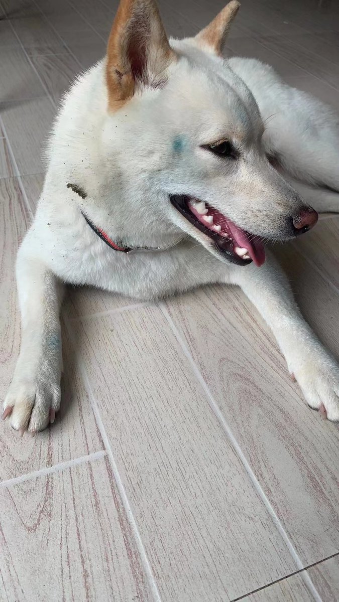 KanjiDeng's tweet photo. Tell me, why do dogs love to play outside to be super dirty, when they just got a bath?🥲🥲🥲 https://t.co/YMcwXskPhe