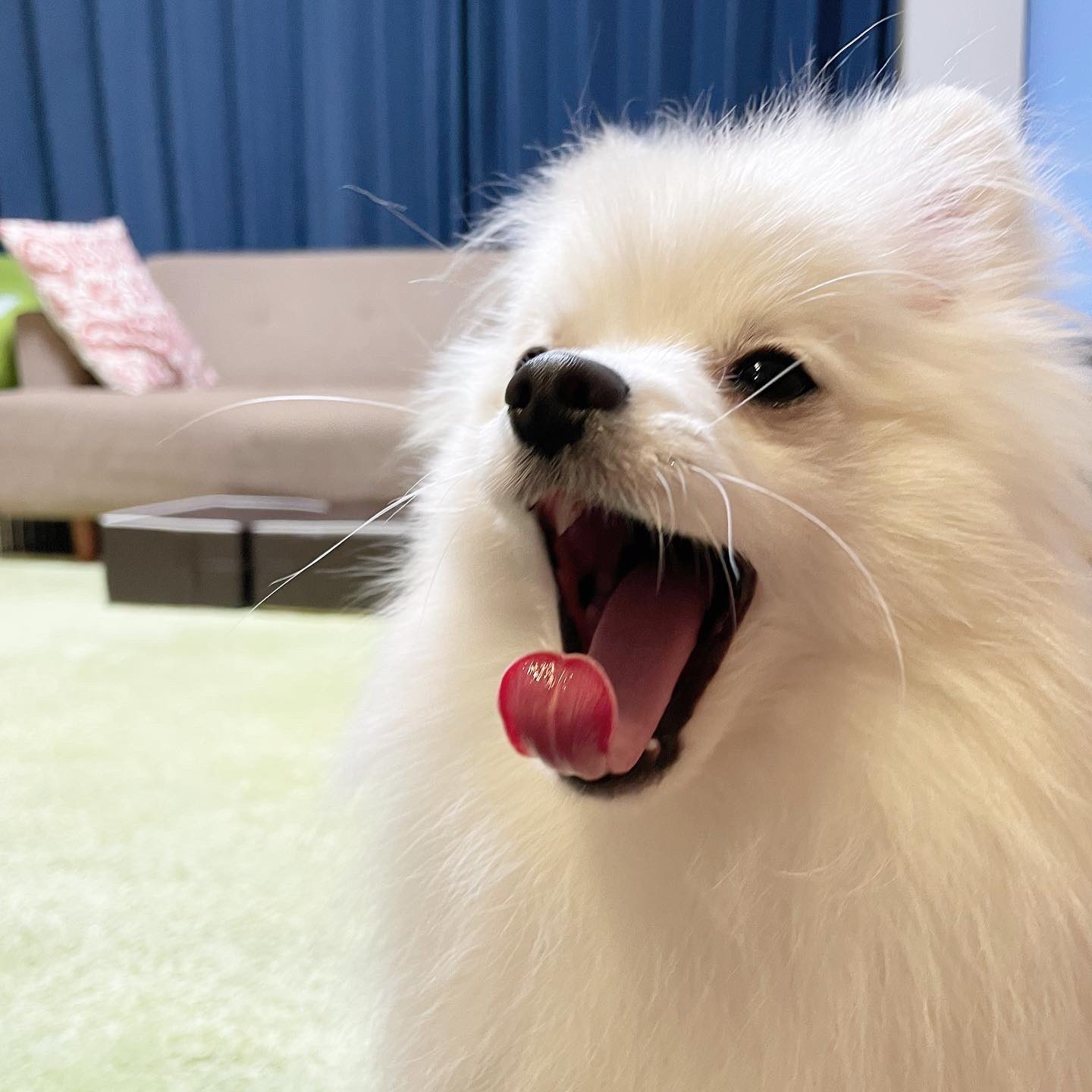 笑顔の犬 Twitter Search Twitter