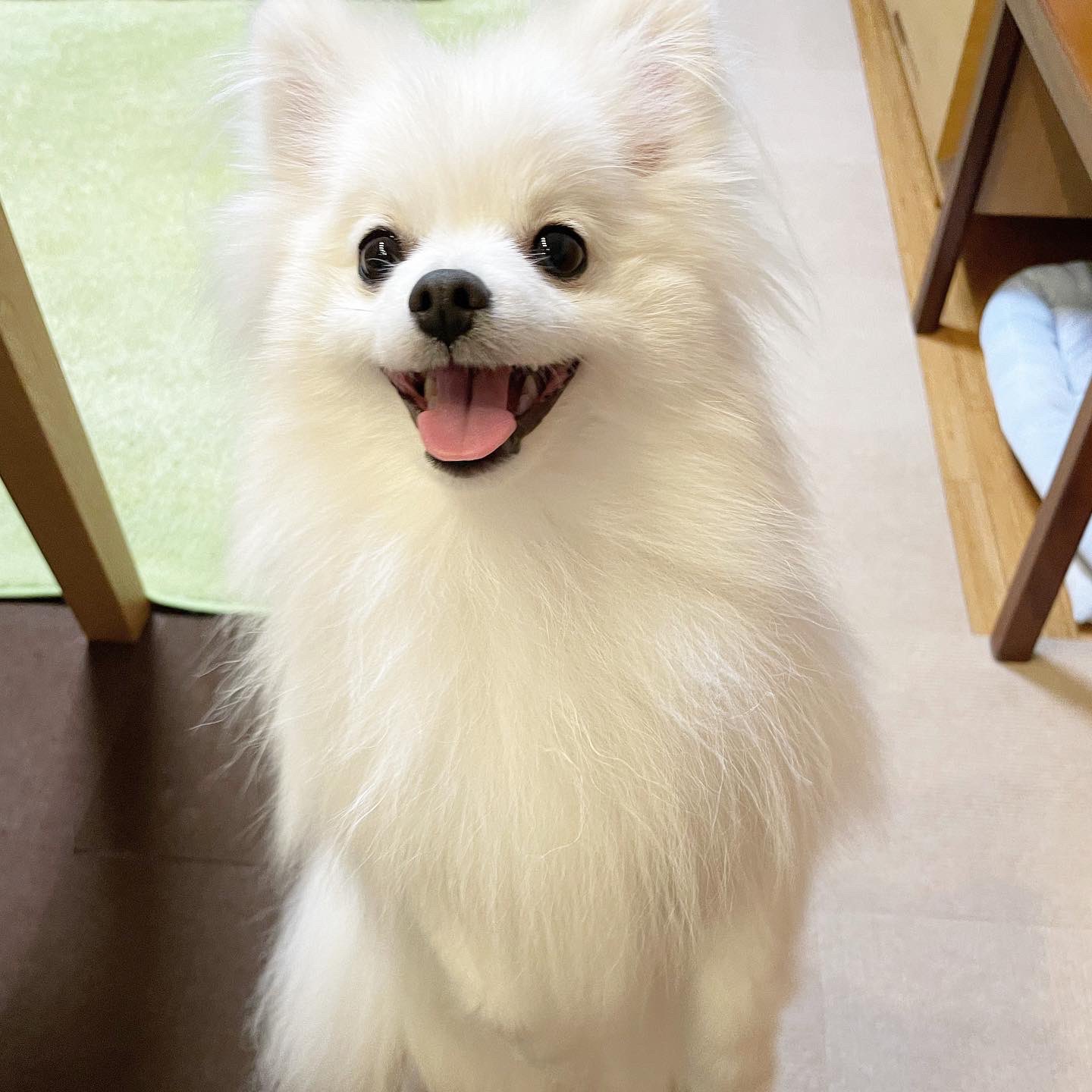 笑顔の犬 Twitter Search Twitter