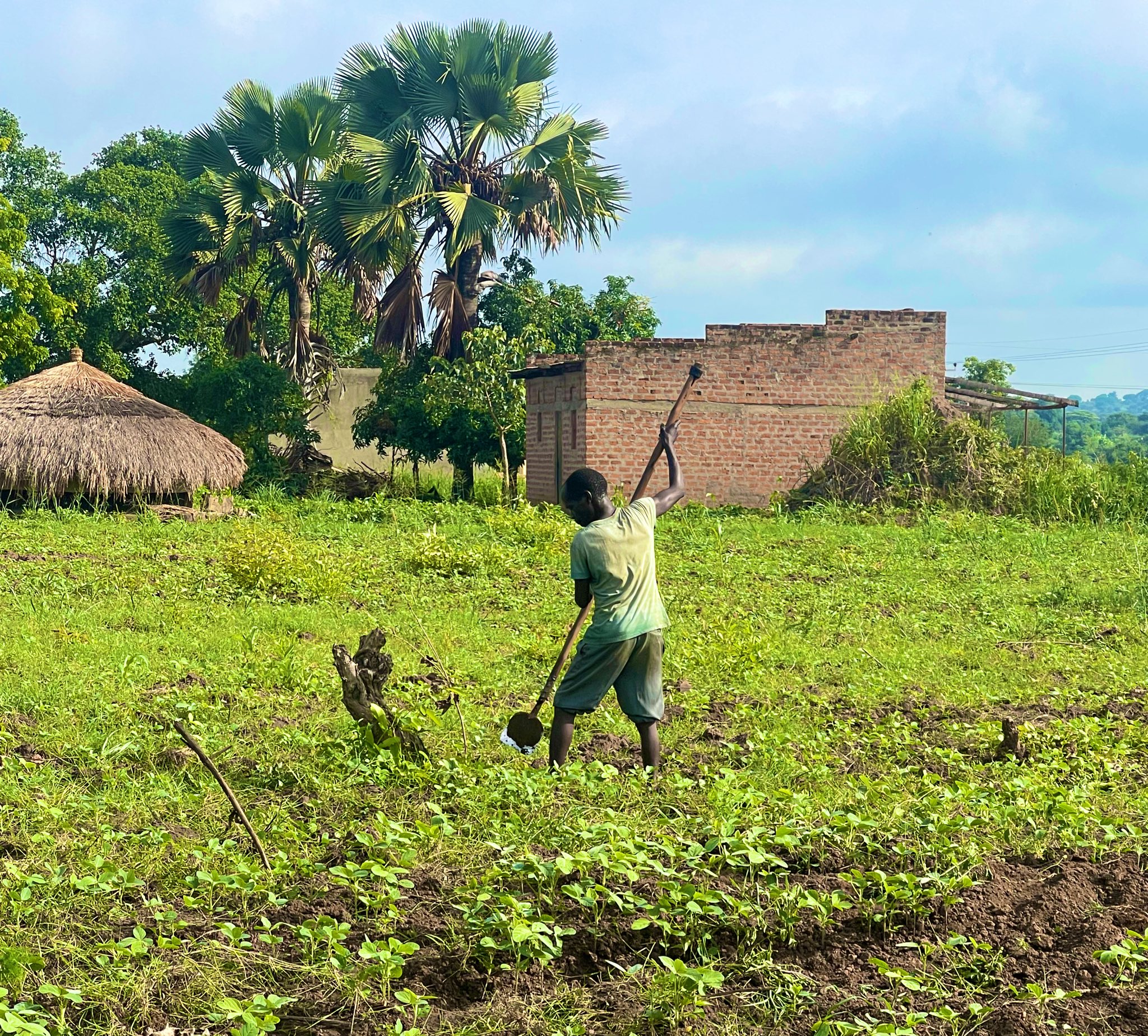 Canary Mugume on Twitter "A farmer in Omoro seen using a rudimentary