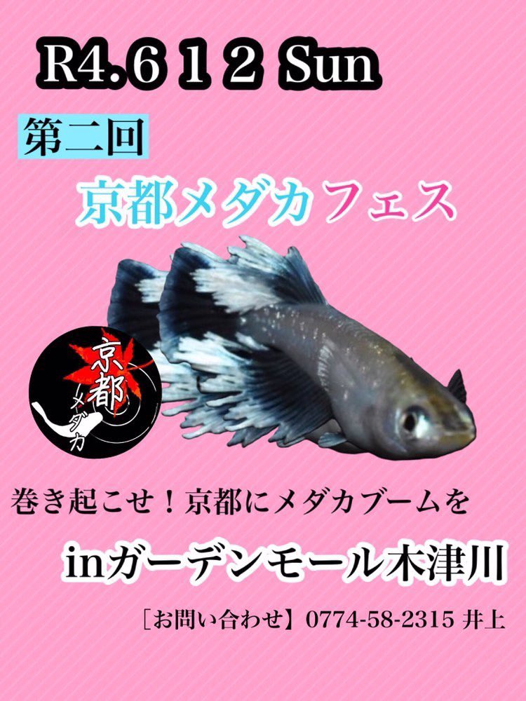 めだか屋 松家 ６月１２日 日 開催の京都メダカフェスに松家も出店させて頂くことになりました あまり数は出せないかと思いますがその分 低価格で出せるよう努力致します めだか メダカ 京都 イベント T Co 1hcncyjacw Twitter