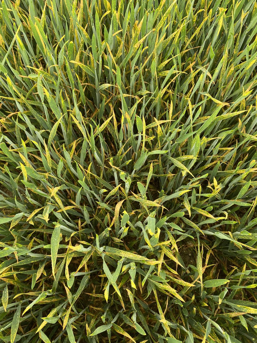 Todd Jex tweet media