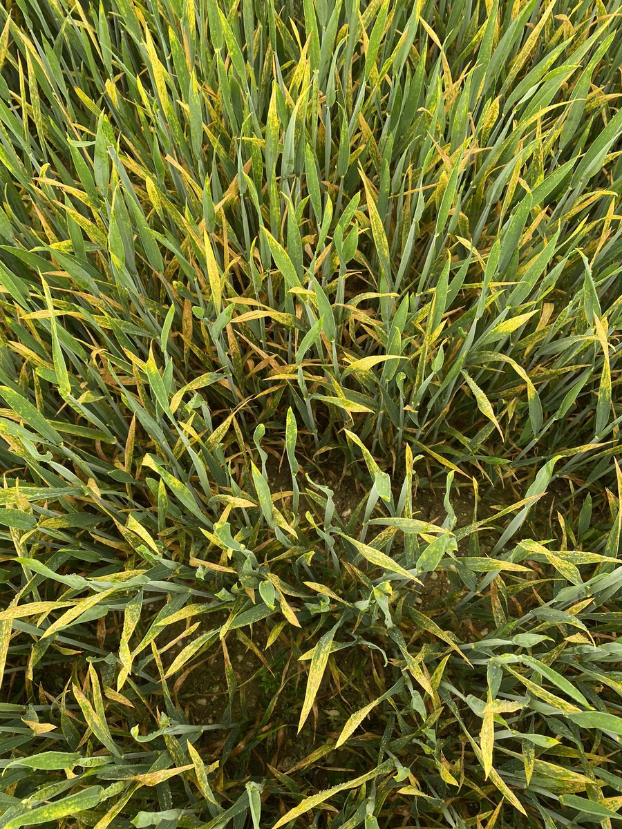 Todd Jex tweet media