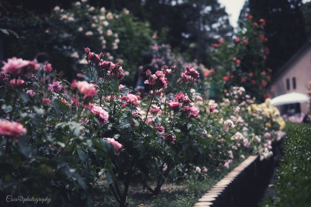 𝘭𝘢 𝘷𝘪𝘦 𝘦𝘯 𝘳𝘰𝘴𝘦🥀𓈒 𓏸