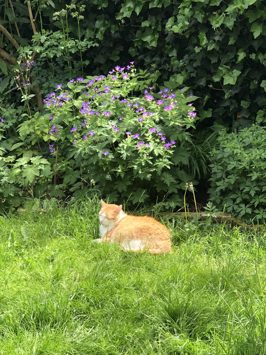 TTuintijger's tweet photo. @Lanora2012 Kijk, ik leg nou heereluk in het gras! https://t.co/dPVjuIWtYd