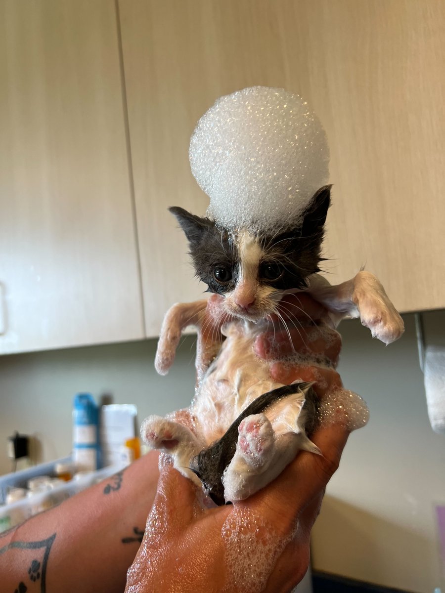 Lean, Mean, Fresh, and Clean!🧼 Kitten Bath Day! 🤣 #Kittens #Bathday #DHA #Adopt #Shelter #Cats #Bubbles #Adoption #Delaware #Animals #Pets #Baths
