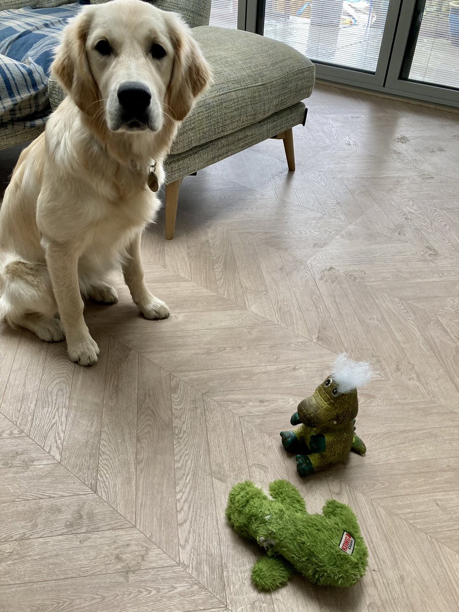 Any recommendations for Ferne proof toys?! We had hoped <a href="/KONGCompany/">KONG Company</a> would prove resilient but unfortunately not! If any dog toy companies want to test the durability of their products then let me know Ferne will happily oblige 🤣 #dogsoftwitter #dogtoys #goldenretriever