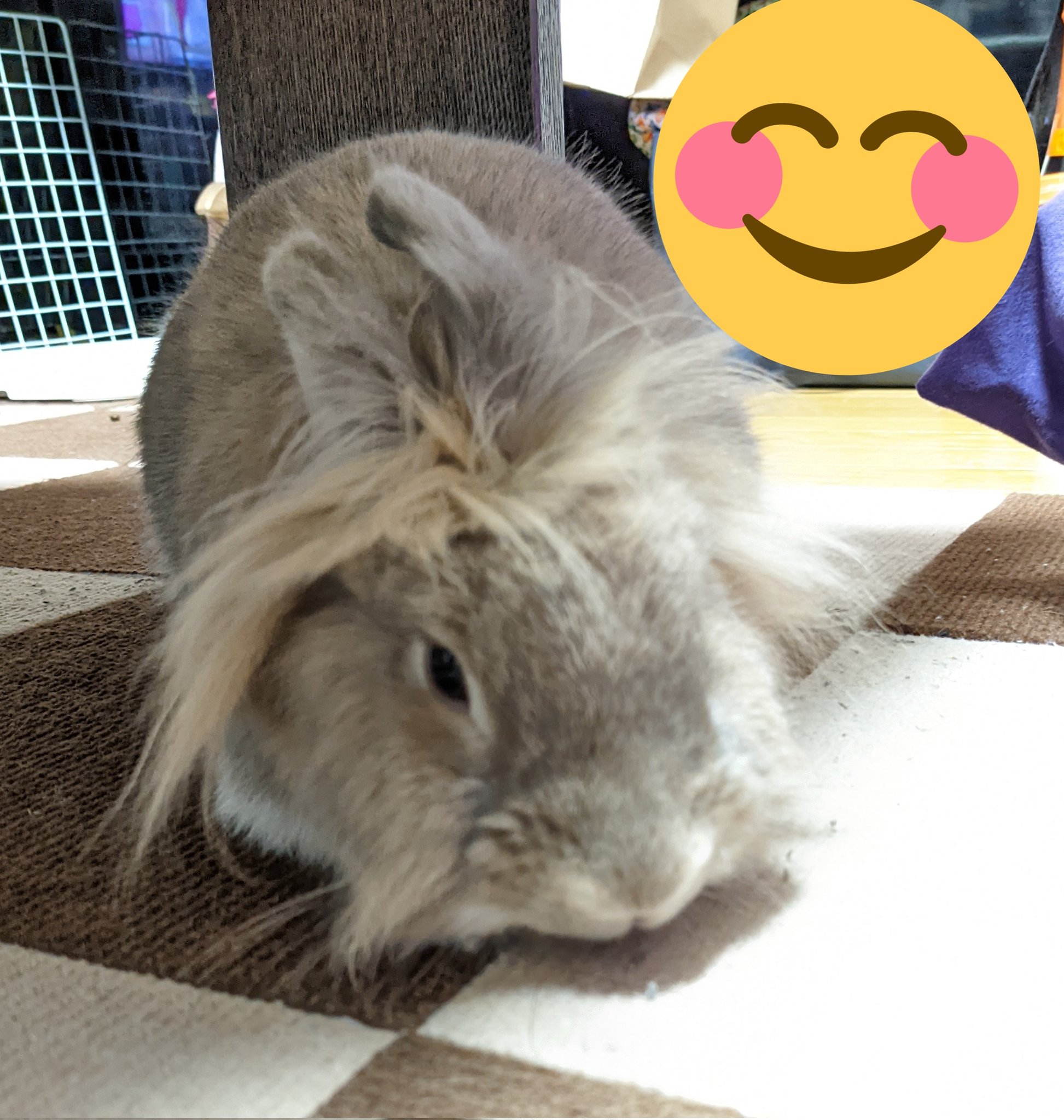 ライオンドワーフ Twitter Search Twitter