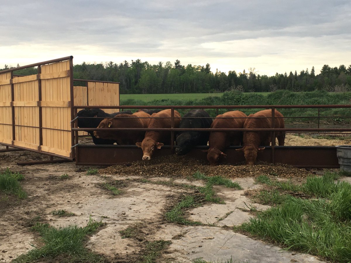 These guys had a good winter, they are now ready for green grass and can cover a few cows!
