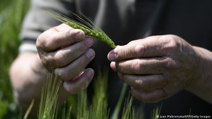 dw_espanol's tweet photo. América Latina: aguda crisis alimentaria amenaza al "granero del mundo"

La #GuerraEnUcrania pone en evidencia las deficiencias de la producción de alimentos en #latinoamérica. ¿Cómo evitar una terrible crisis alimentaria? #hambre #Trigo

(vt)
https://t.co/b48I07FnXz https://t.co/SCFfq1WFP5