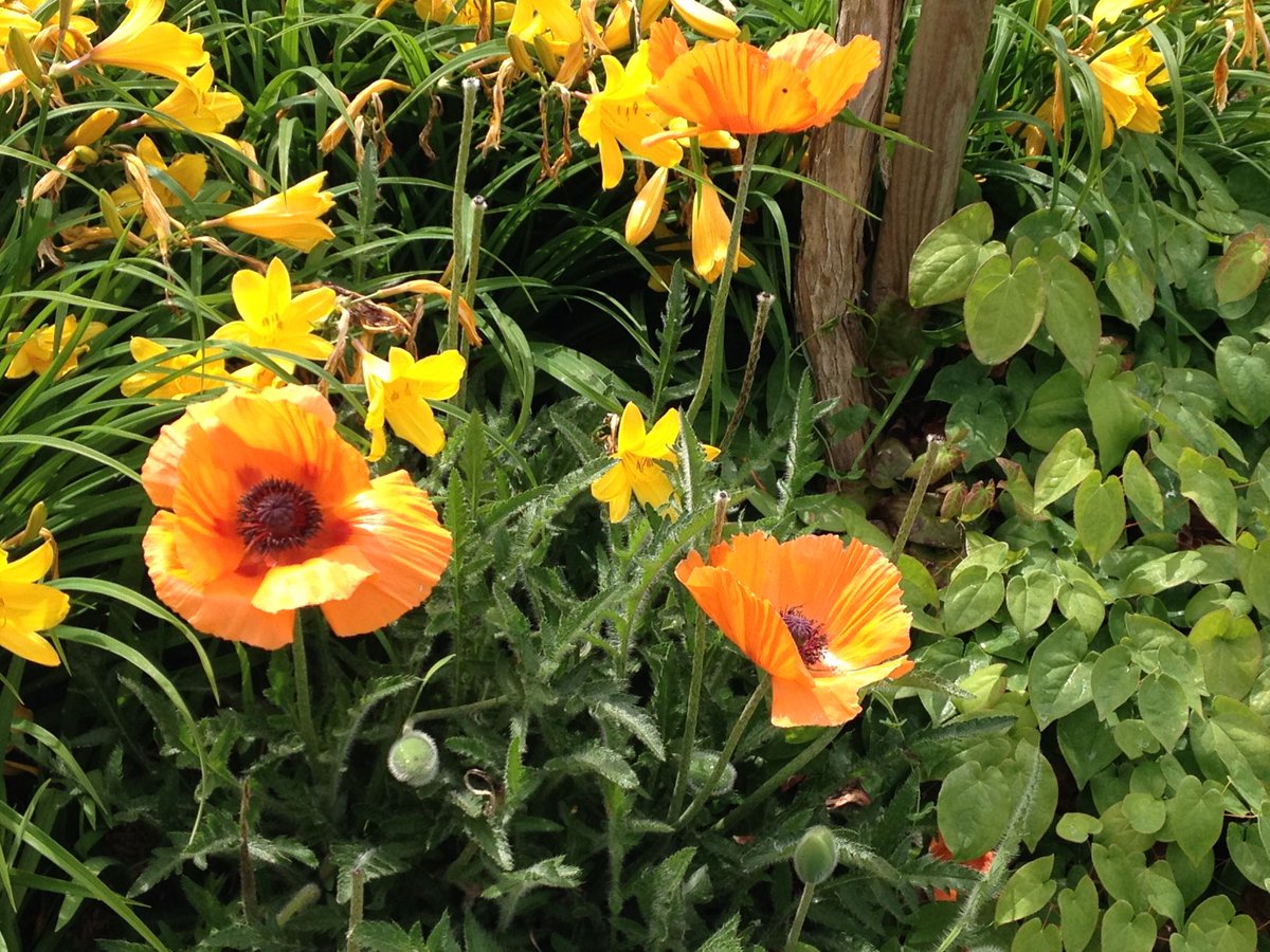 Desreumaux Sylvie tweet media