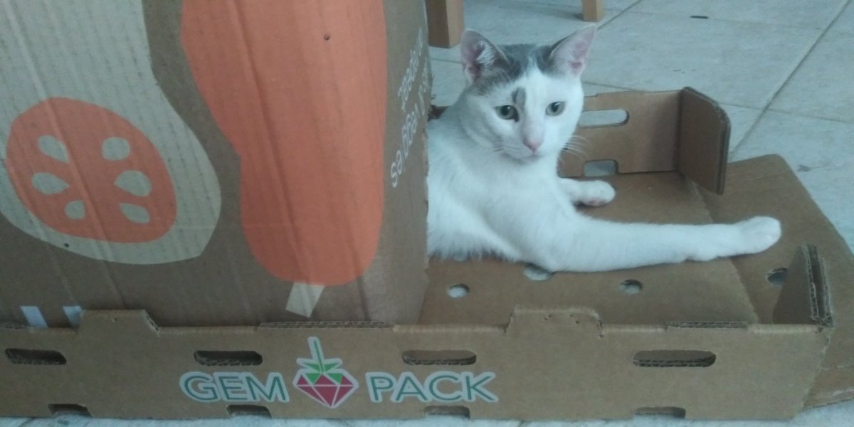 taha de saturno tweet media