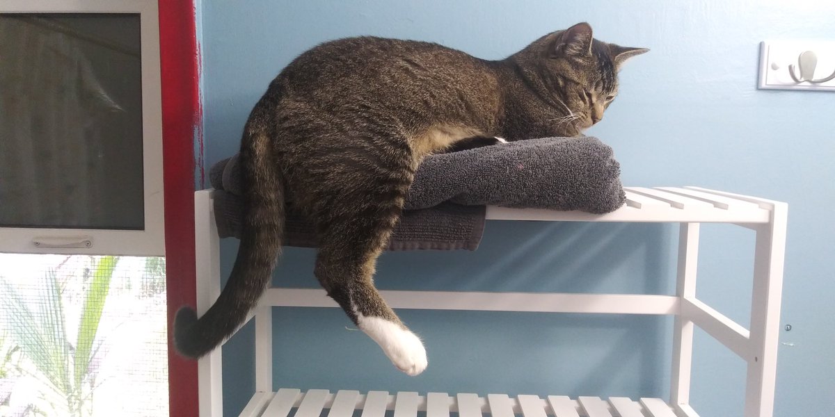 taha de saturno tweet media