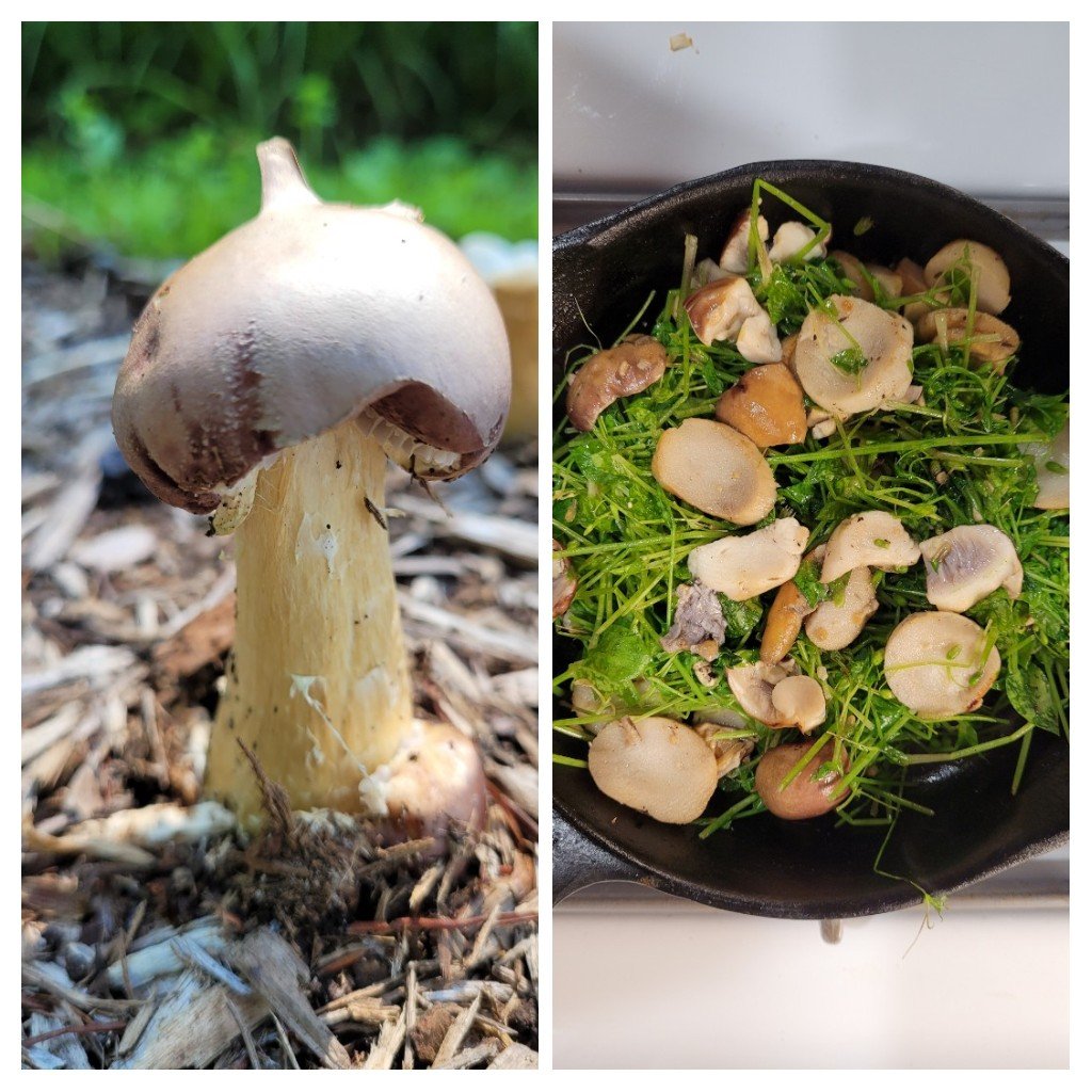 DaxOliverWriter's tweet photo. Foraged meal: Wine cap mushrooms and chickweed (with butter and garlic) from New York City parks
#foraging #eatweeds #mushroomtwitter #mushroom #newyorkcity #newyork #nyc #park #forage #chickweed #winecap #nycpark https://t.co/9Ho5D3Hr8z