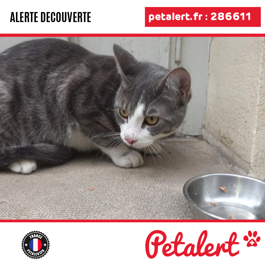 petalert_france's tweet photo. Trouvé #Chat #Paris #Paris18eArrondissement #Petalert #PetAlert75 / https://t.co/hdvVoMEmIo https://t.co/ngyoJQqfwx