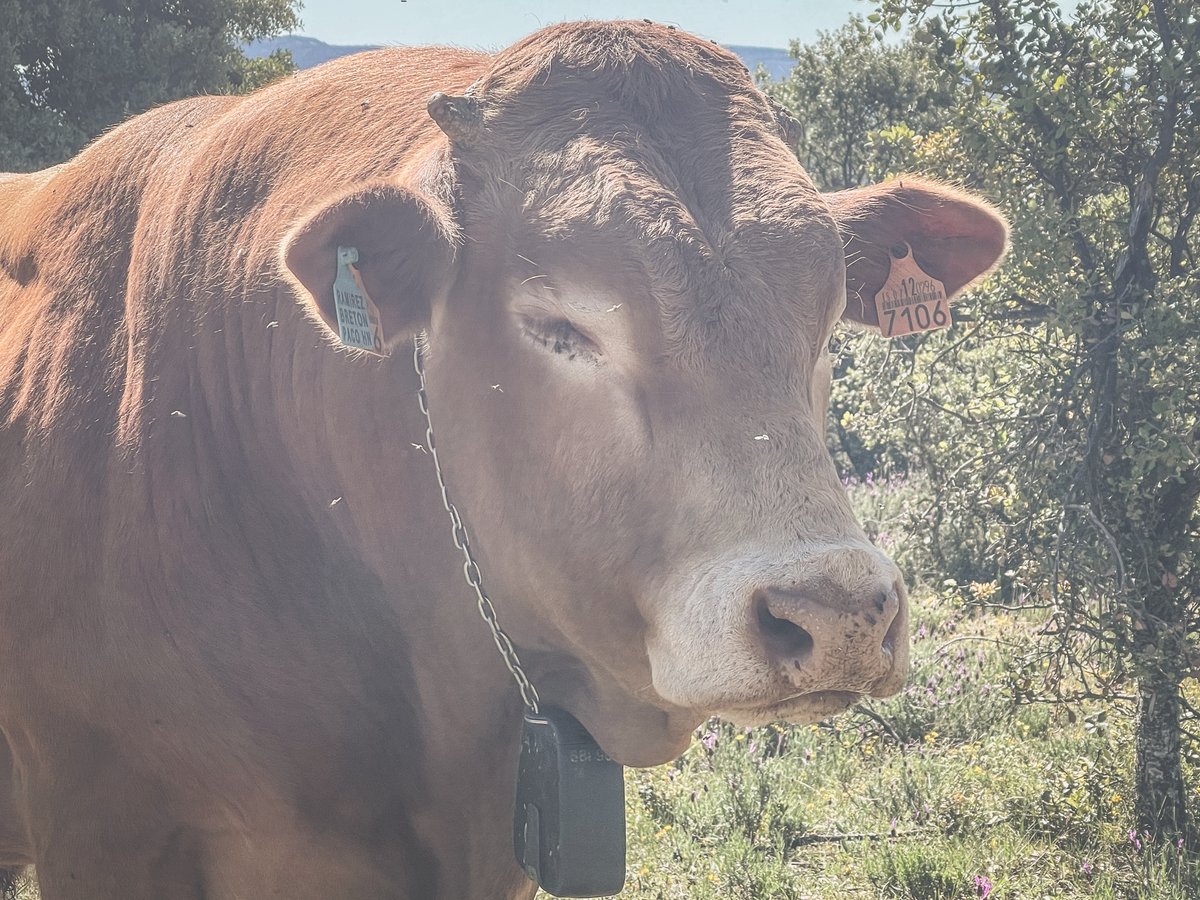 112cmadrid's tweet image. 🐮 ¿Sabías que hasta 19.000 cabezas de ganado (entre cabras, ovejas, vacas y caballos) colaboran en la prevención de incendios forestales?

Es parte de un ambicioso proyecto que incluye el uso de collares con sistema #GPS.

#ASEM112