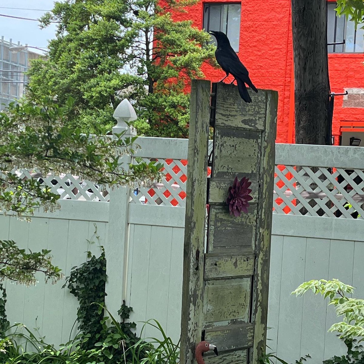 WDCGardener's tweet photo. This is Fenton, a young crow I’ve been training this spring to visit my garden. I think he likes the flamingo-themed decor in the gazebo 😜. #gardendc #dmv #birdfriend #crow #raven #wildlifegarden #dcnature #friendlycrow https://t.co/n6zCBMZhyX