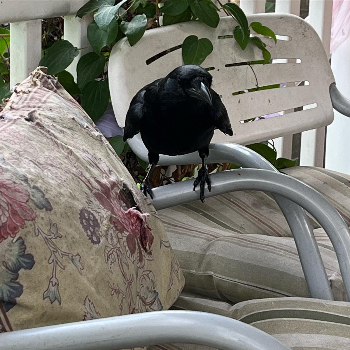 WDCGardener's tweet photo. This is Fenton, a young crow I’ve been training this spring to visit my garden. I think he likes the flamingo-themed decor in the gazebo 😜. #gardendc #dmv #birdfriend #crow #raven #wildlifegarden #dcnature #friendlycrow https://t.co/n6zCBMZhyX
