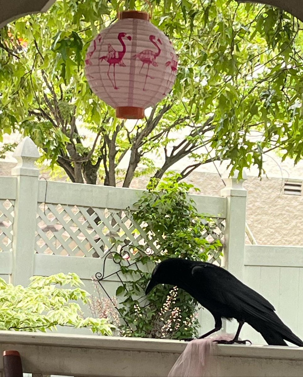 WDCGardener's tweet photo. This is Fenton, a young crow I’ve been training this spring to visit my garden. I think he likes the flamingo-themed decor in the gazebo 😜. #gardendc #dmv #birdfriend #crow #raven #wildlifegarden #dcnature #friendlycrow https://t.co/n6zCBMZhyX