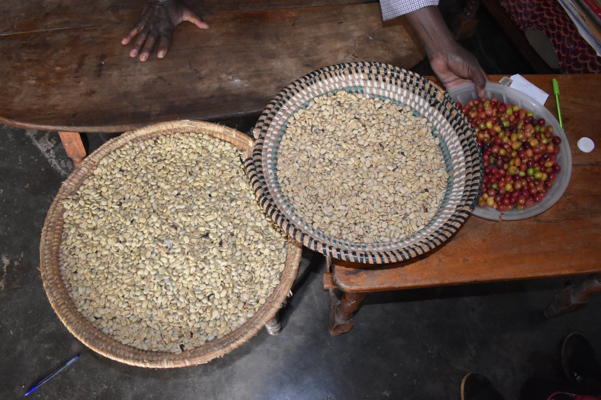 NaCORIUganda's tweet photo. In an ongoing survey in Manafwa district, Mr. Wanasolo Charles and his wife showed us around their coffee farm and postharvest handling, among which are grading the coffee. https://t.co/G8aBvPiAFc