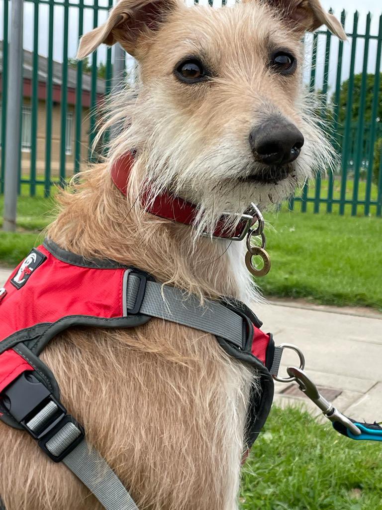 KateDack's tweet image. At work today at Bishopton PRU greeting the students as they arrive. 
Got in early to play with the staff too. What a life for a therapy dog ❤️