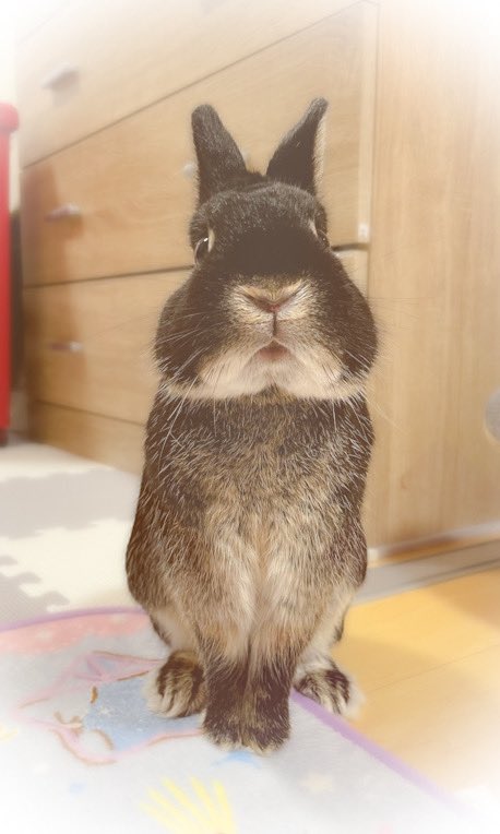 anko_1223's tweet photo. 惚け顔の"あんこ"くん🐰

#うさぎ
#ネザーランドドワーフ
#うさぎのいる暮らし https://t.co/pBeHCsoKd8