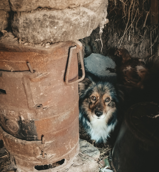 SelenaCaamano's tweet photo. A delivery of 38 tons of dog and cat food has arrived in #Odesa from @SavetheDogsSTD 

Brave volunteers are distributing it.
🔴Update [24th May 2022]
How to help animals in the #UkraineEmergency; https://t.co/KqEkVJHTXo
📸JohnnieZigger https://t.co/Ij5G7LZr7R