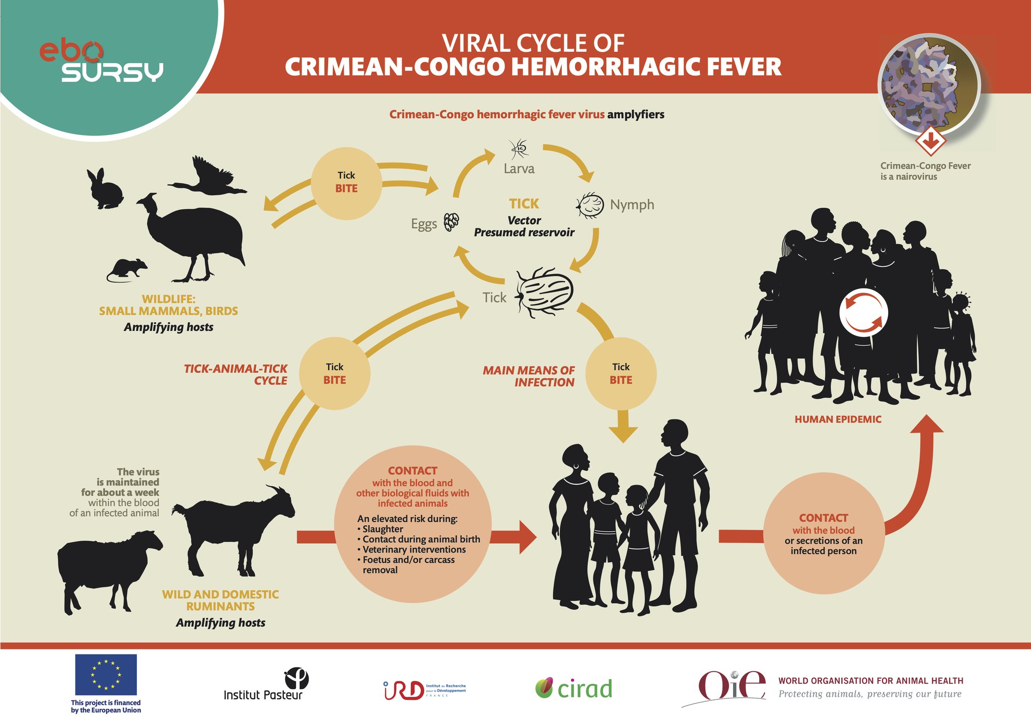 World Organisation for Animal Health on Twitter "🦠 CrimeanCongo