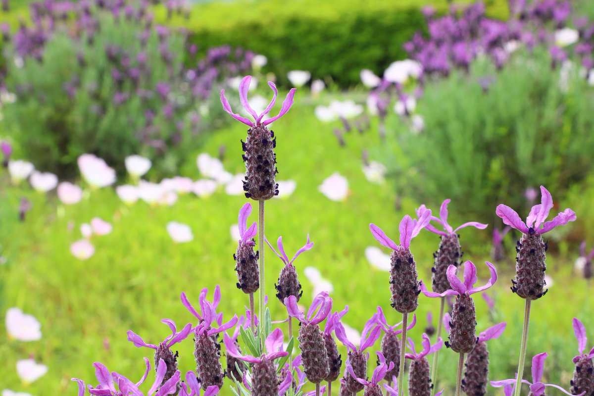 Flowerband8 Flowerband8 Twitter