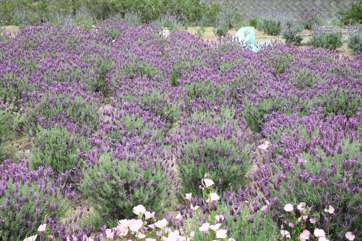 Flowerband8 Flowerband8 Twitter