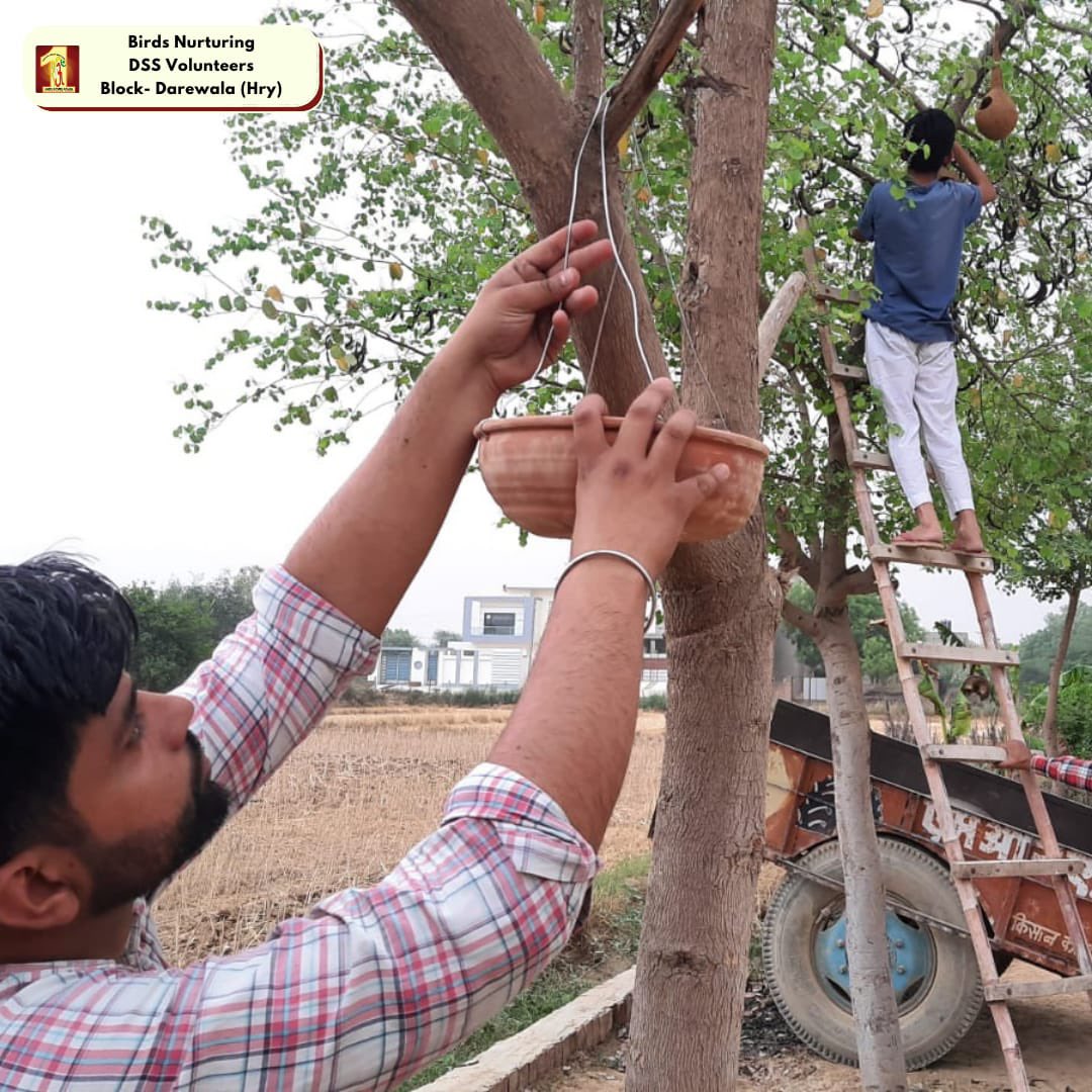 DSSNewsUpdates's tweet photo. "Let us save mute creatures and cherish our Mother Earth"
Under the 'Bird Nurturing' campaign, #DSS  volunteers are placing earthen pots and saving these creatures with the inspiration of St. Dr. @GurmeetRamRahim Singh Ji Insan.
#BirdsToSaveEarth #BirdsNurturing #DeraSachaSauda https://t.co/ITzkbZxq3Q