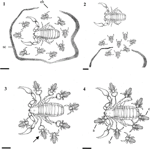JMBagniewska's tweet photo. It's #MothersDay in 🇵🇱, so today's #PaperZoo celebrates the super-caring mothers of the pseudoscorpion ilk.
Pseudoscorpions are our friends: they eat clothes moth larvae. But when food is scarce, the self-sacrificing arachnid mums offer their own bodies as a meal for their young. https://t.co/N5P2KI12t4